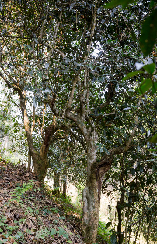 隐匿于南糯山深处的这颗"明珠"——普洱新贵拔玛