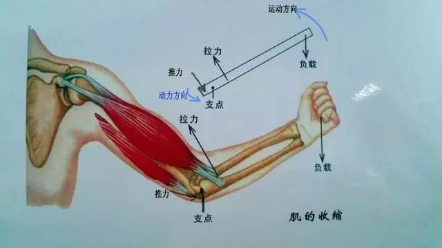 了解鞭打发力、松活抖弹等发力方法的原理，让你打球时更好的发力__凤凰网