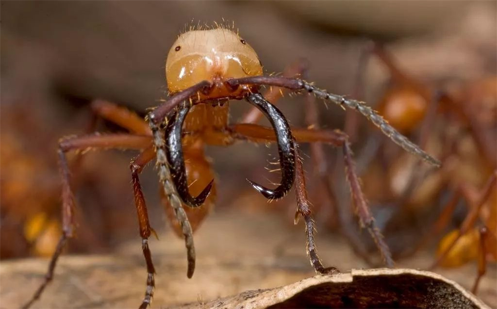 下颚骨非常发达,咬力比一般的蚂蚁强劲得多,兵蚁还能够将有毒的唾液