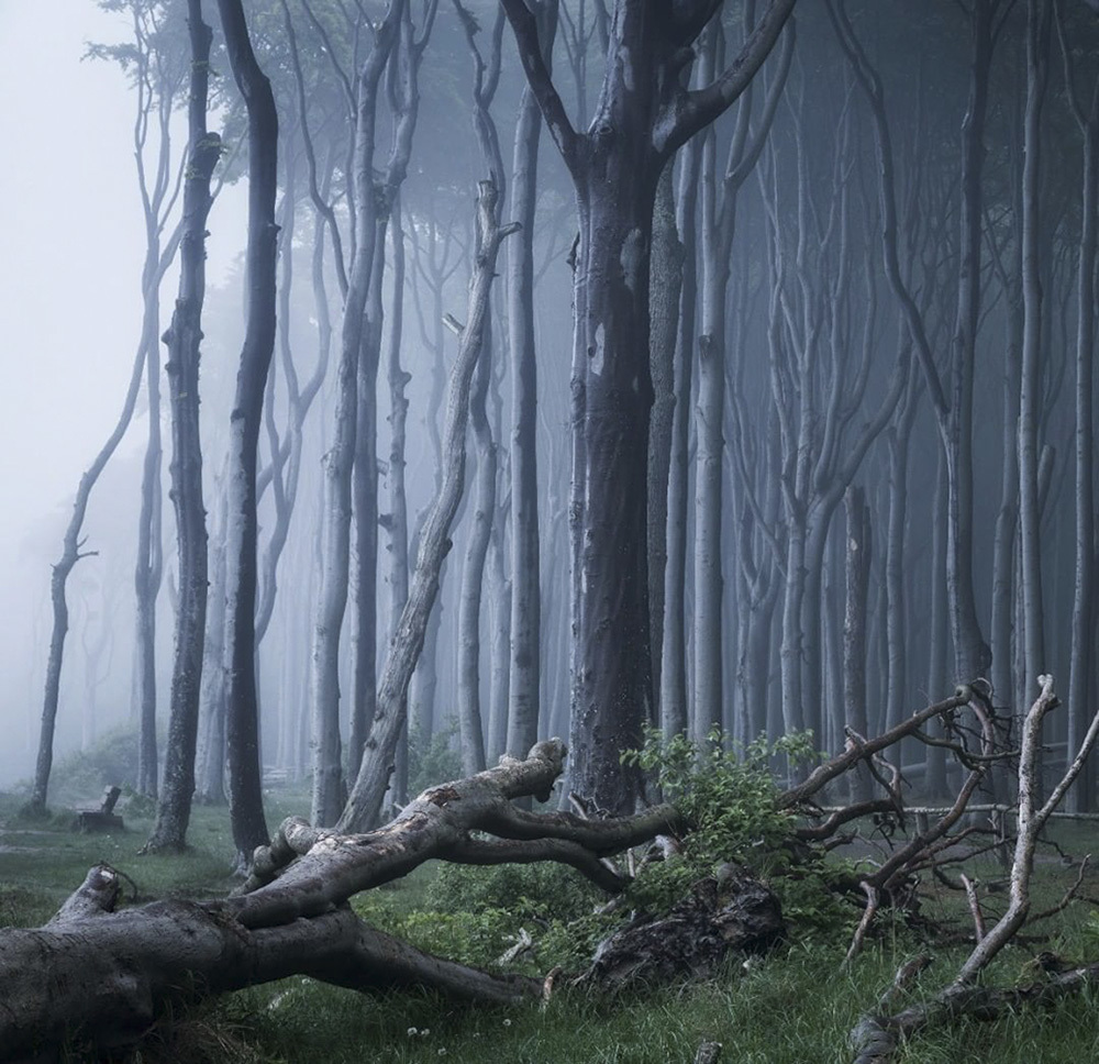 奇幻森林的迷人风光一年四季视觉变化