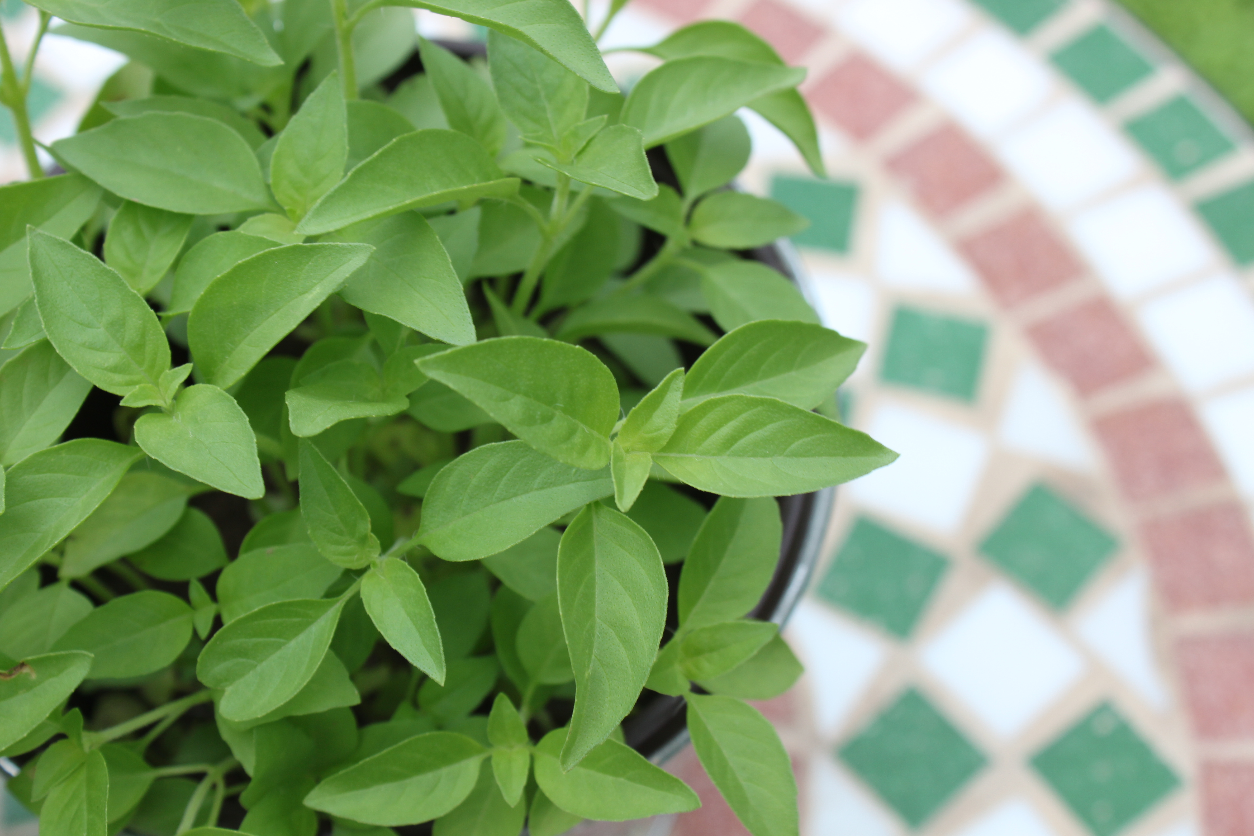 花当菜吃,菜当花种!北京200万盆罗勒即将出货