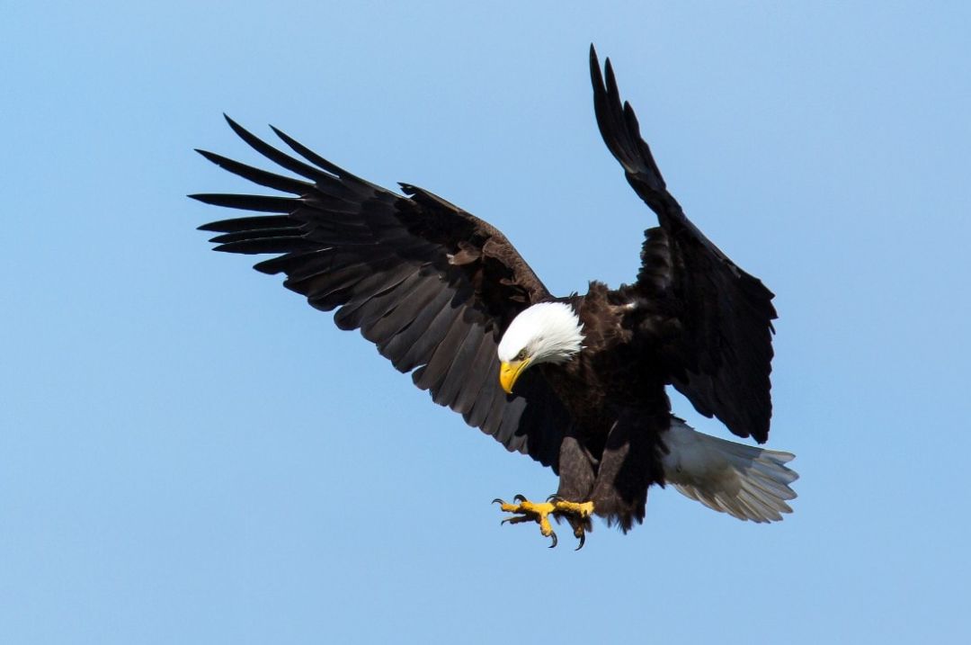 鹰中奇葩又懒又渣长得还像梁朝伟
