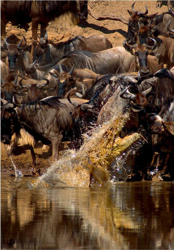 迁徙的角马过河遭到鳄鱼的攻击