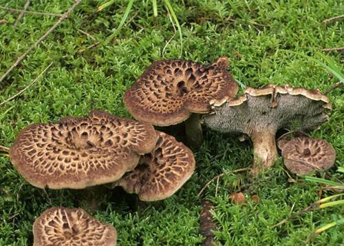 菌子盛宴,那些站在鄙视链顶端的西藏菌菇!