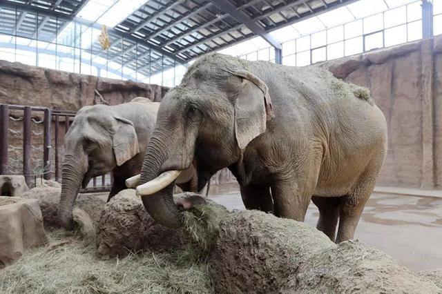 微招募小小铲屎官初长成大象馆幕后之旅来啦