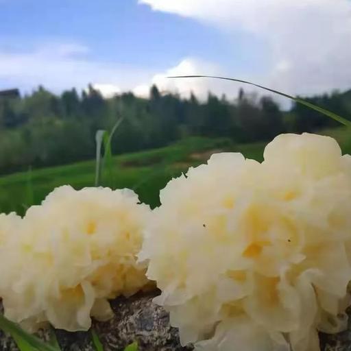 辰颐物语:新鲜银耳花,满满的爱,满满的祝福