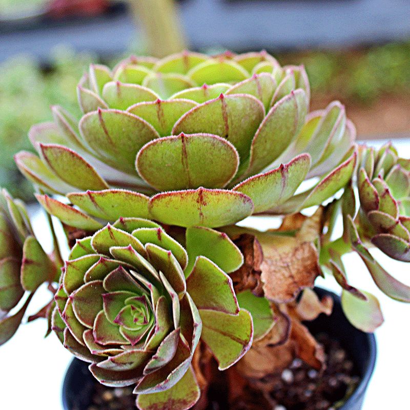 多肉植物万圣节(沙拉碗)-最受欢迎的法师系列之一