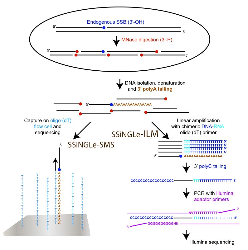 华侨大学基因组所首次在碱基分辨率绘制人类全基因组单链dna断裂