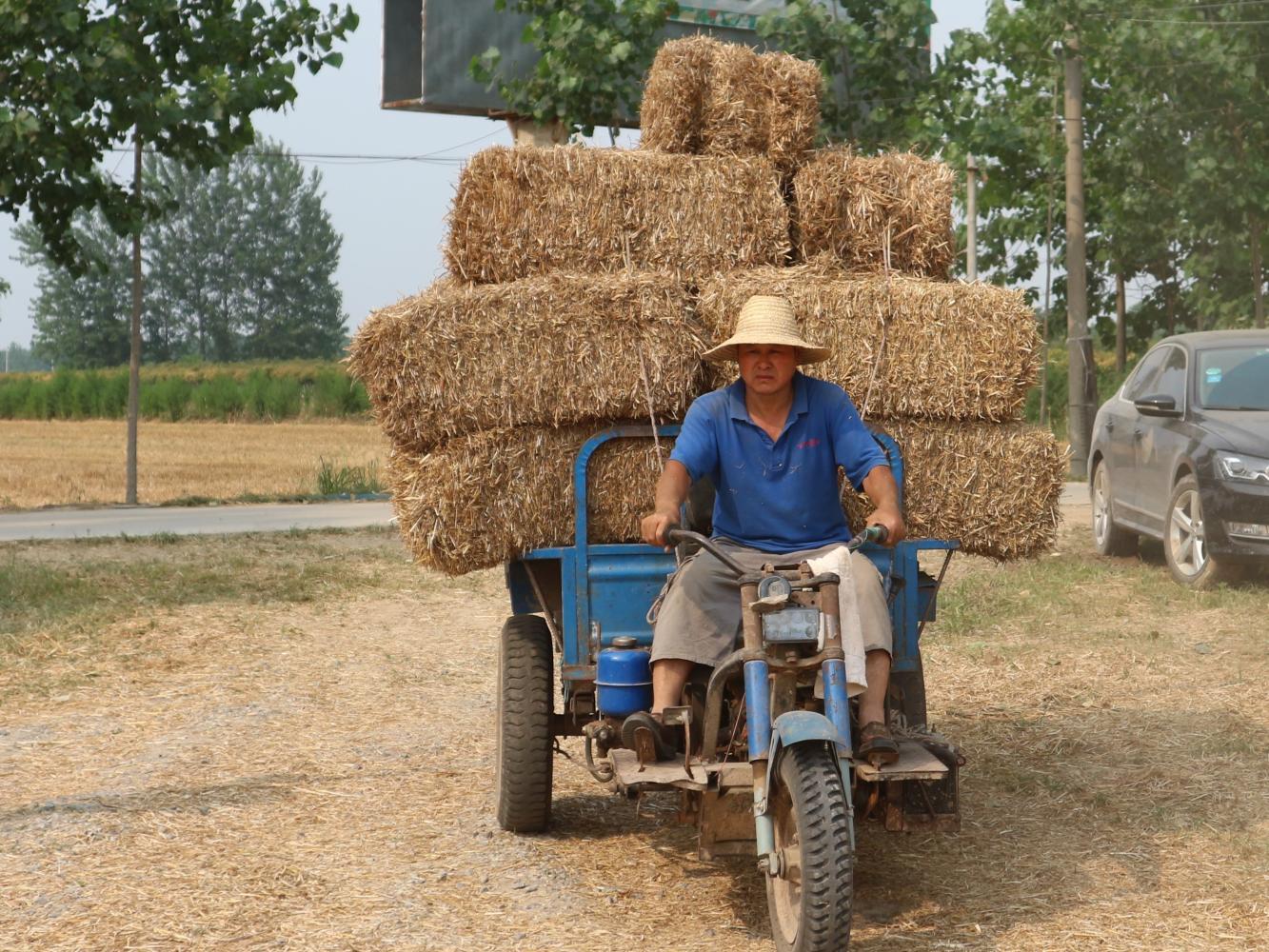 午收季节农民大哥拉运麦秸每天工作12小时日挣1000元