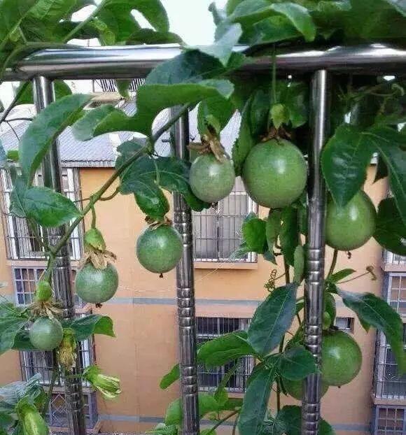阳台种棵百香果,做好这一点,叶子茂密开花多,一次能结50个果子
