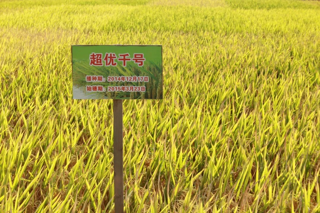袁隆平谈粮食安全：要搞既高产又优质 我们做得到！