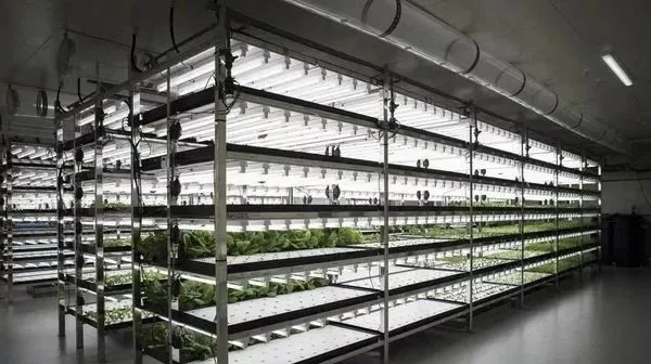 疫情下日本植物工厂效益大幅提升 多家大型植物工厂开始运行