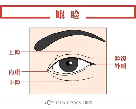 眼部皮肤生理结构图片