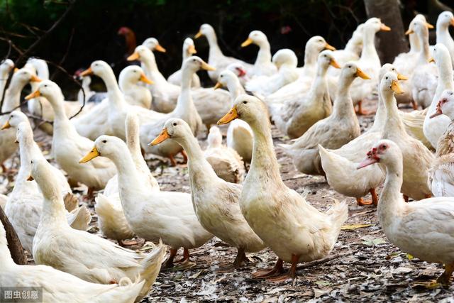 一棚肉鸭打了34遍鸭肝抗体才能出栏能赚到钱吗