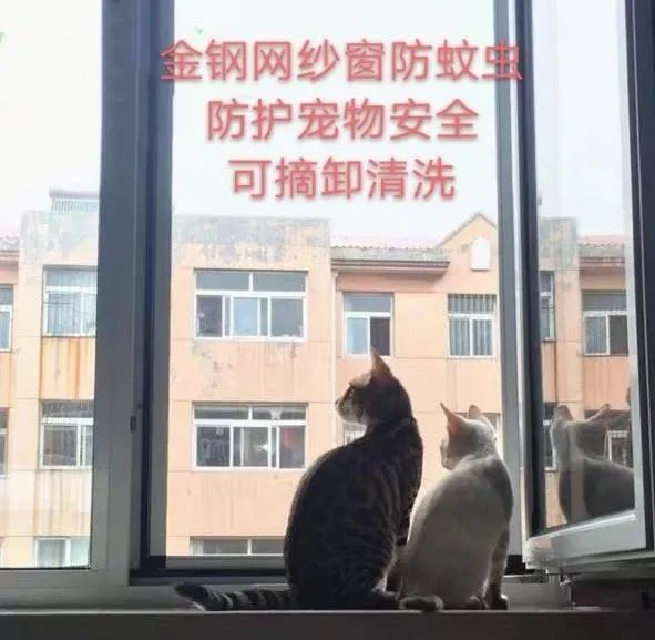 猫没有九条命，只有一颗心