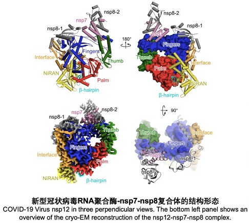 科学家解析新冠病毒rna聚合酶三维精细结构