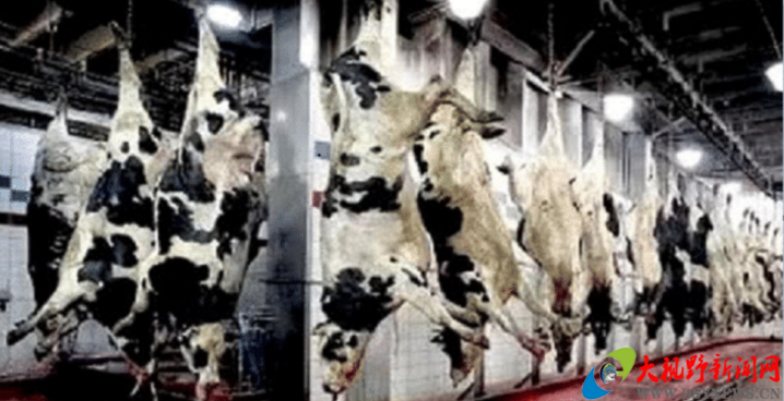 美国“牛肉屠宰场”到底有多先进? 一头活牛进去, 出来就变成牛排__凤凰网