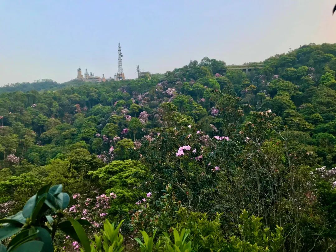 踏青正当时 | 深圳梧桐山毛棉杜鹃赏花指南