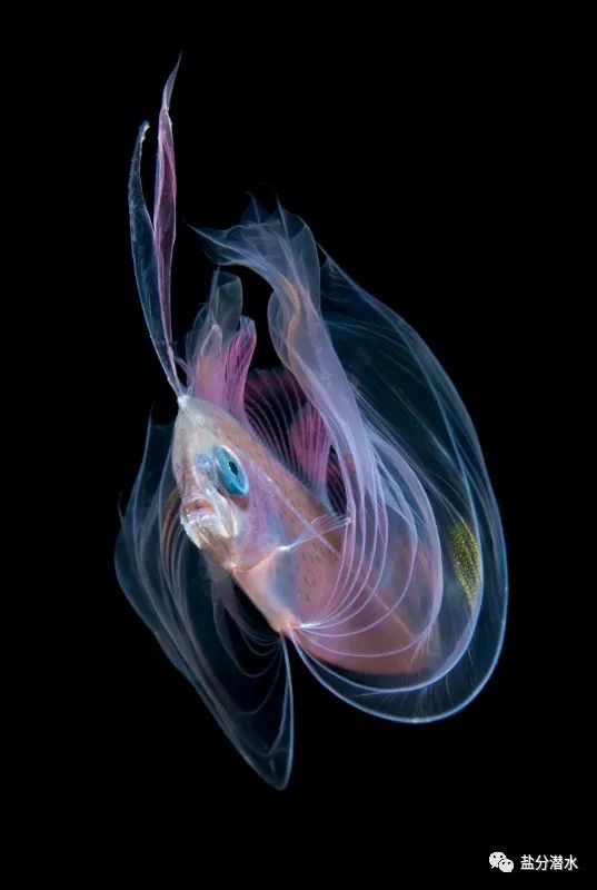 印尼国际水下摄影大赛获奖作品揭晓拉~!中国摄影师获类别金奖