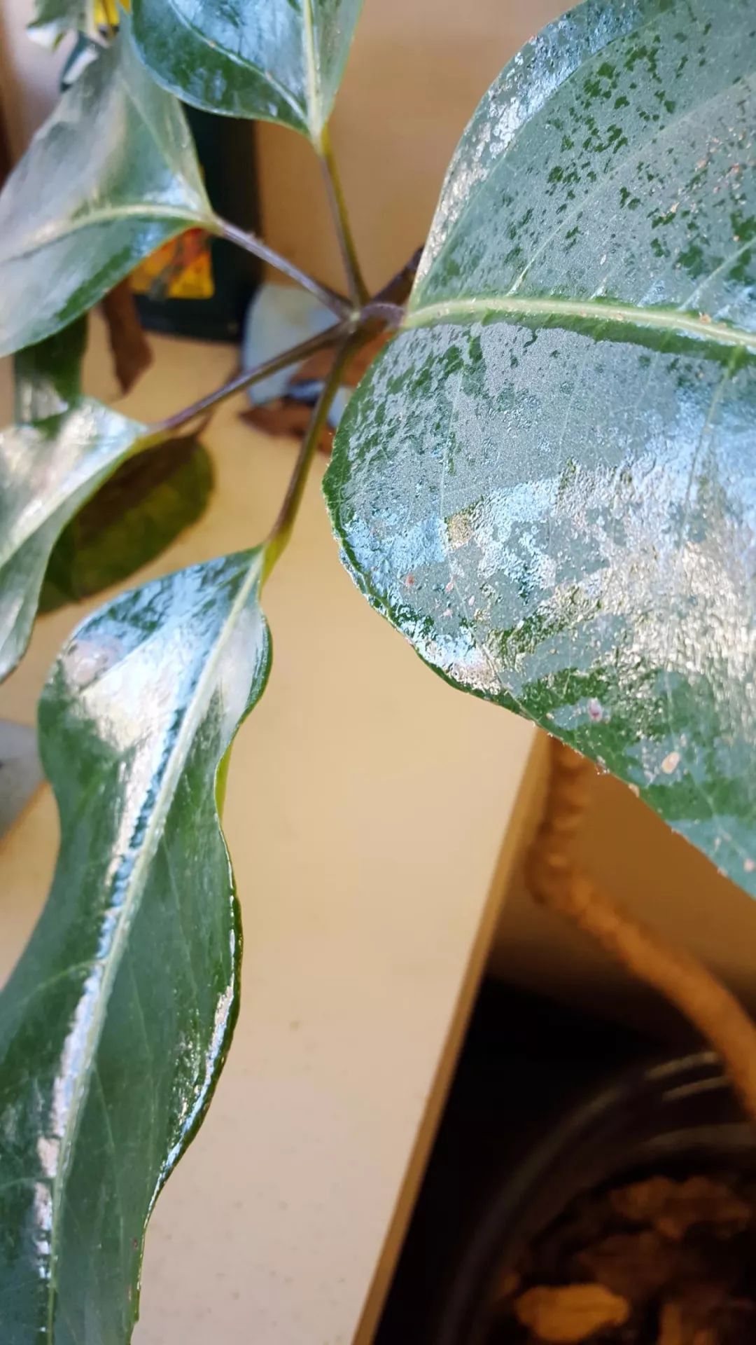 室内盆栽绿植的叶片上有露珠般的东西摸起来黏黏的啥情况