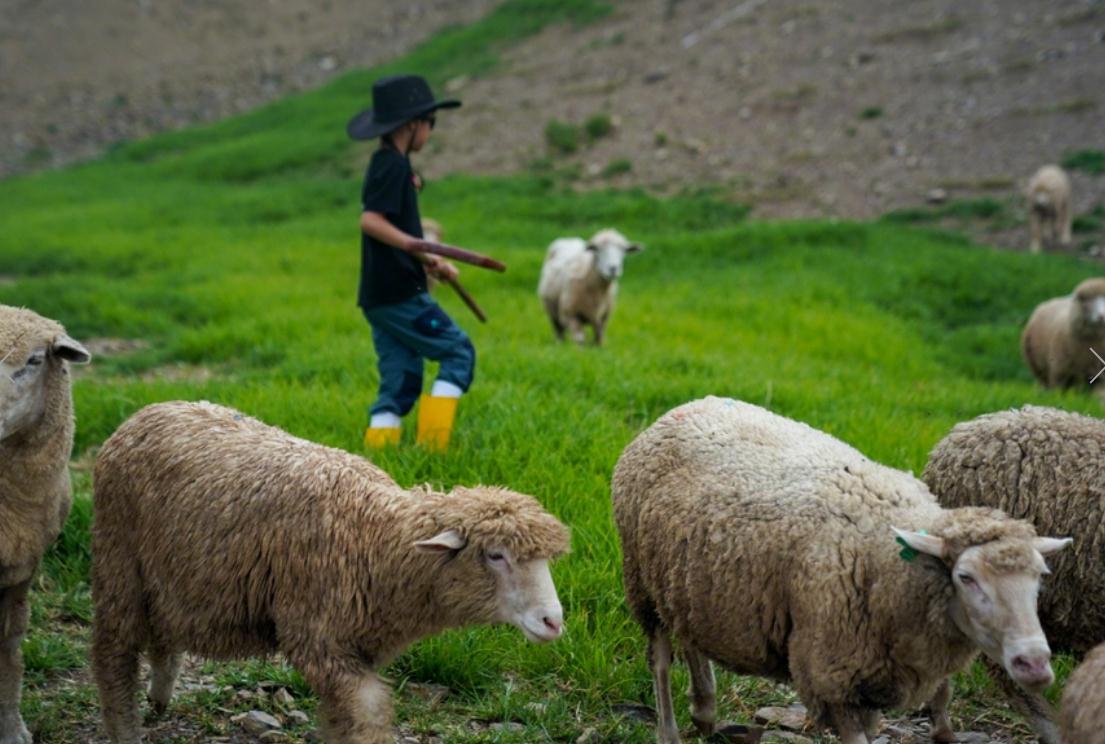 求生技能,也和各种动物成为了好朋友,并且变身牧羊童的酷酷也特别开心
