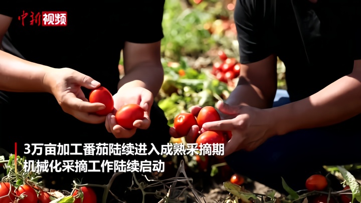 开眼界 新疆三万亩番茄全自动机械化采摘