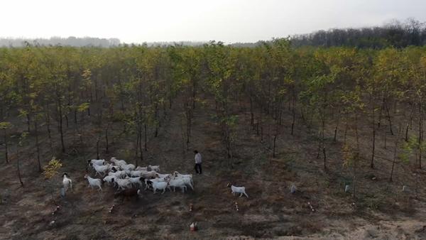 三代人培育林海，豫东平原筑起“绿色长城”