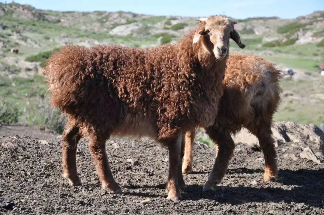 坦诚的新疆美食,是干饭人心中的硬核瑰宝