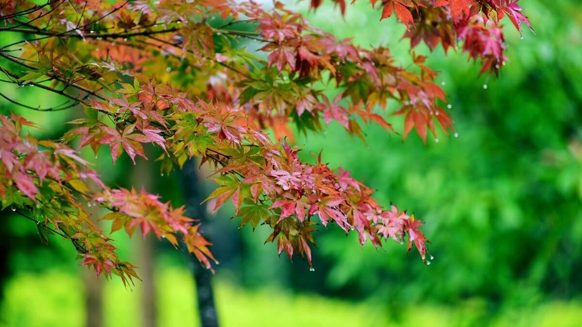 天涯,相爱的人不能走到一起,诗人心里的冷就和这秋夜的雨一样冰凉透骨