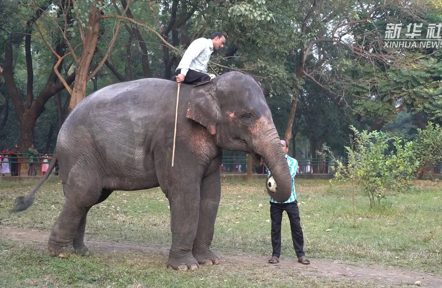 孟加拉國動物園裡的大象足球表演_鳳凰網視頻_鳳凰網