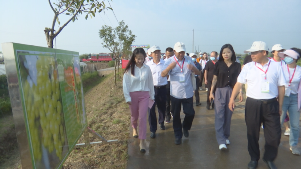 嘉宾考察澧县葡萄阳光玫瑰标准化生产示范园