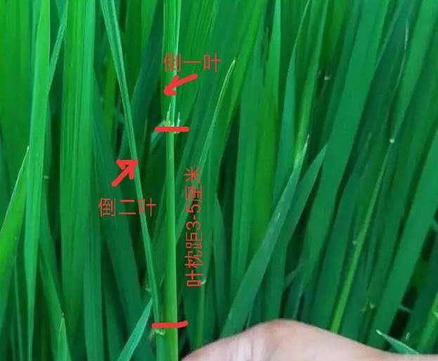 水稻旗叶的位置示意图图片