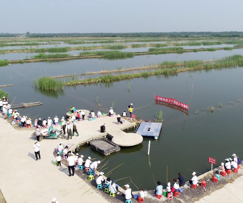 钓虾吃虾,评选虾皇虾后,上海地产光明小龙虾开捕,玩法真不少