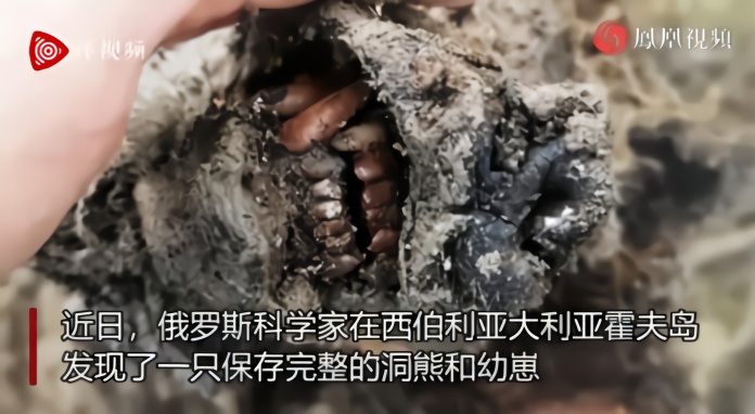 俄罗斯科学家西伯利亚发现3.9万年前洞熊及幼崽尸体