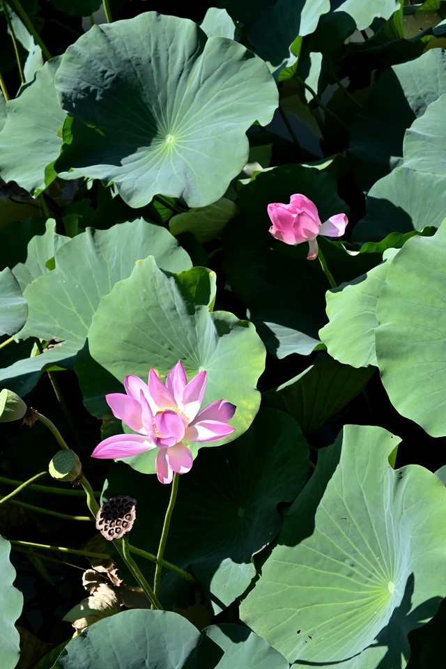 尼康Z DX 16-50mm f/3.5-6.3 VR测试