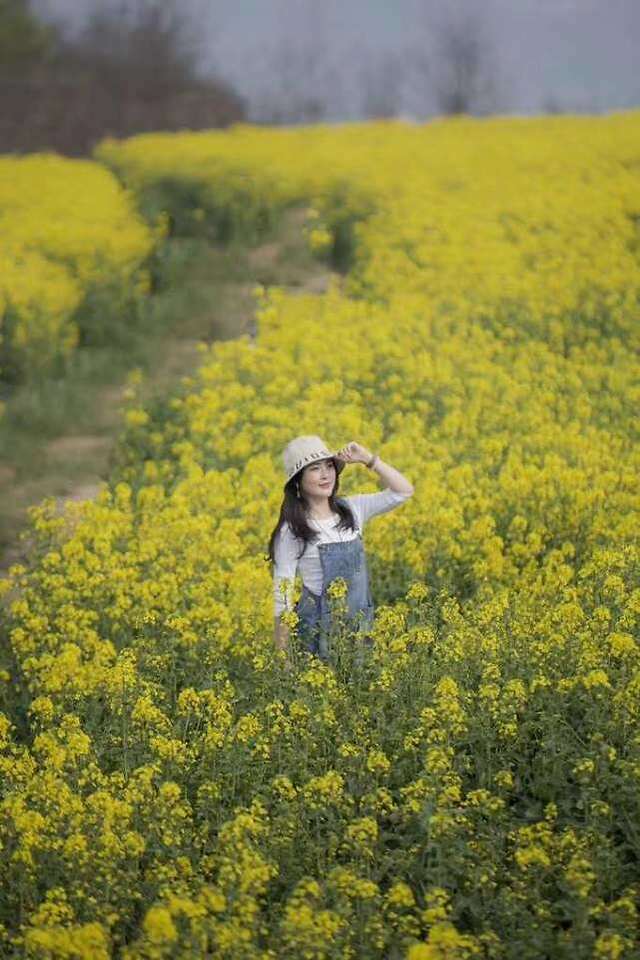 赏千亩油菜花海探访西府老街 听民俗赏民风品美食