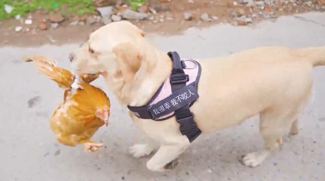 狗狗逛菜市场,叼一只鸡,跟踪后,羡慕主人的狗狗成精了!