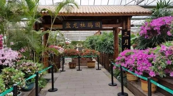 最美人间四月天长沙人一定要打卡的5大赏杜鹃胜地