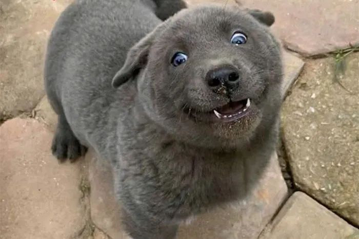 震惊!这只狗爆红的原因,竟是因为长得像猫