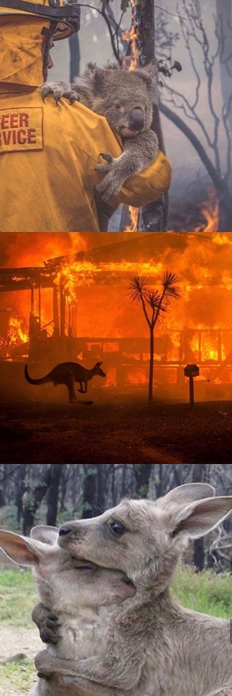 67blackpinkros07呼吁关注澳大利亚森林火灾心痛大家一起帮忙