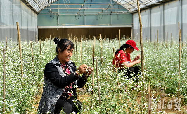 2020年5月11日,河北捷如美农业科技开发有限公司的工人正在给育种蔬菜