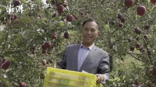 物产中国·天水花牛苹果｜70万吨苹果采收背后的经济账