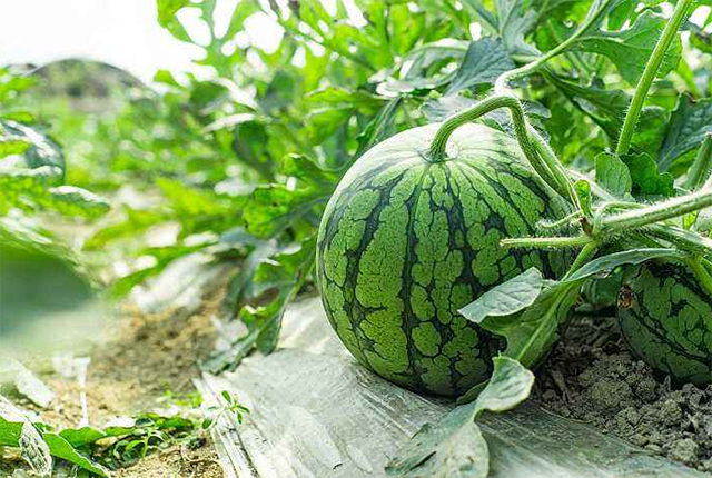 地头3毛钱的西瓜城里卖3块消费者买不起钱被谁赚了