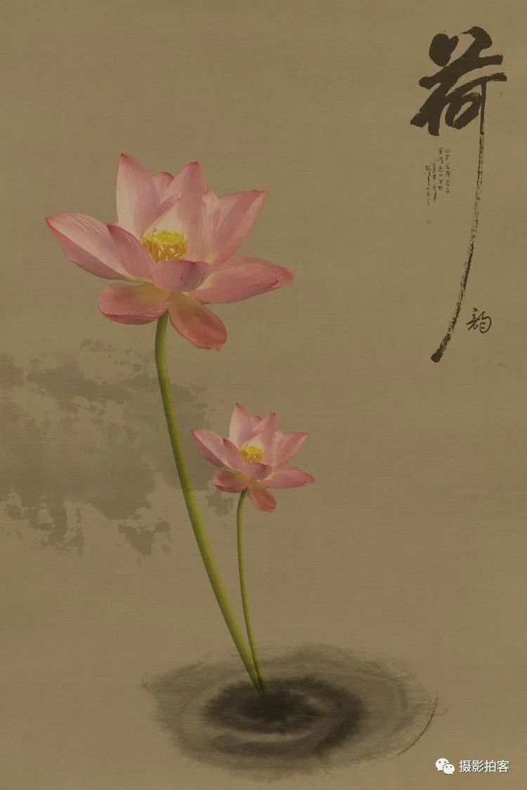 画意荷花综合篇