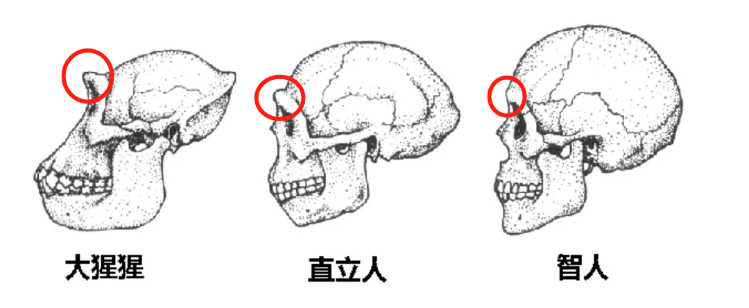 眉骨突出像猿人图片