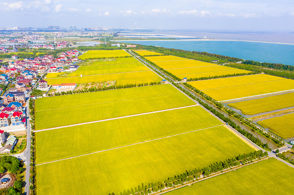 花红村
