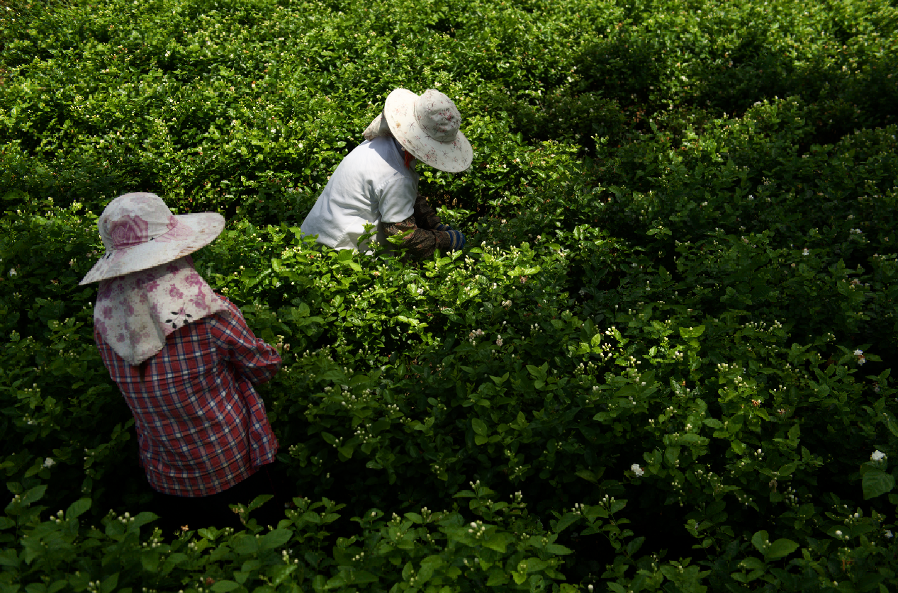 元江河谷,采集茉莉花.