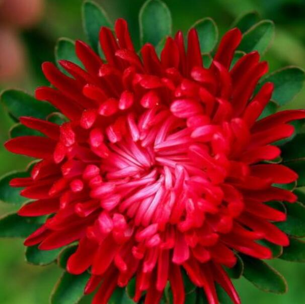 丽姐说花卉:翠菊的"默默守护的爱情"春季爆款,花卉小宠!__凤凰网