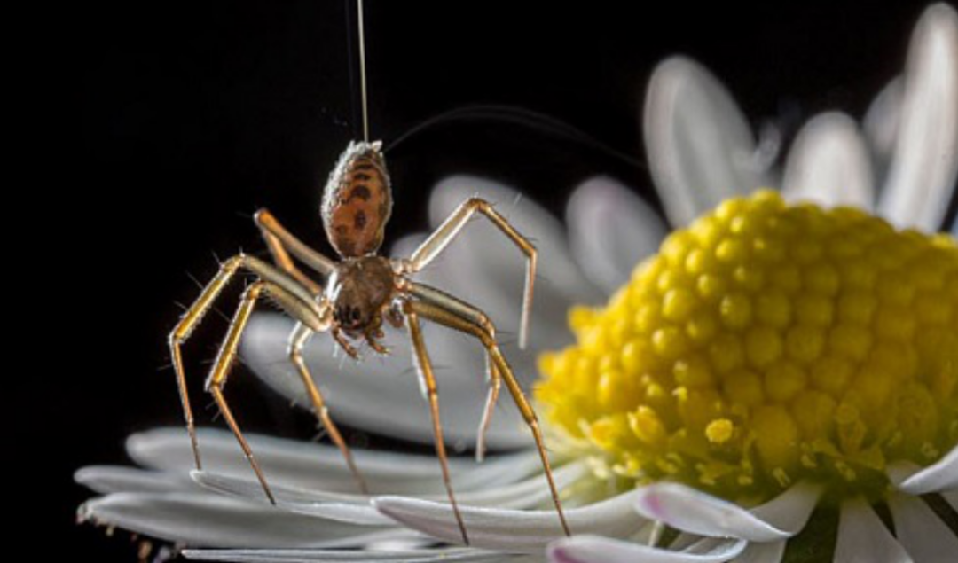 科学家揭示蜘蛛能织个"气球"让自己随风飞向新领地