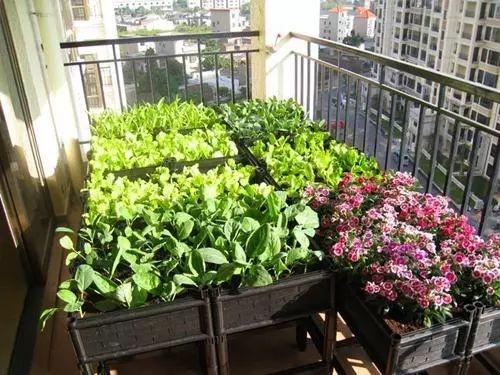 阳台这样种菜一年到头摘个不停吃不完还能送人